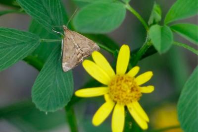 <i>Pyrausta despicata</i>