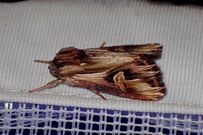 <i>Actinotia polyodon</i>