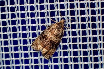<i>Celypha lacunana</i>
