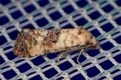 <i>Cochylis posterana</i>
