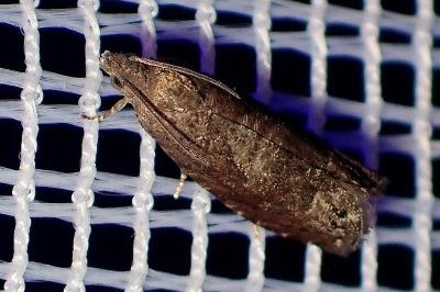 <i>Grapholita funebrana</i>