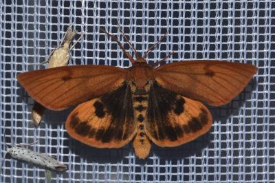 <i>Diacrisia sannio</i>