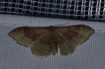<i>Idaea degeneraria</i>