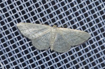 <i>Idaea subsericeata</i>