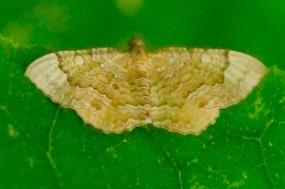 <i>Camptogramma bilineata</i>