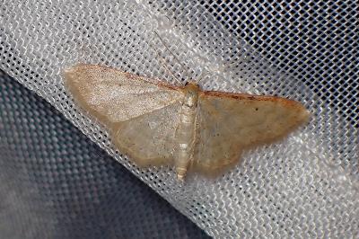 <i>Idaea humiliata</i>