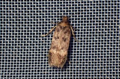 <i>Bryotropha</i>