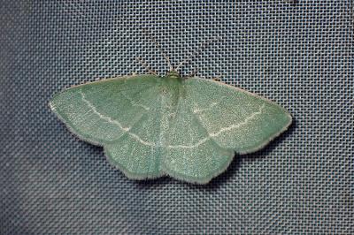 <i>Chlorissa viridata</i>