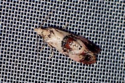 <i>Cochylis hybridella</i>