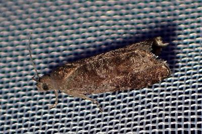 <i>Grapholita funebrana</i>