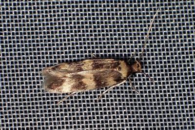 <i>Oegoconia</i>