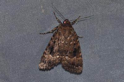 <i>Amphipyra pyramidea</i>