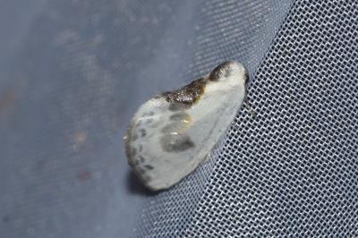 <i>Cilix glaucata</i>