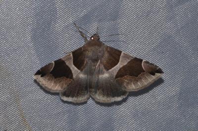 <i>Dysgonia algira</i>