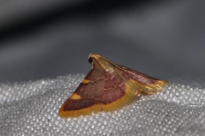 <i>Hypsopygia costalis</i>