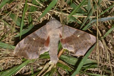 <i>Laothoe populi</i>