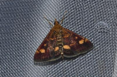 <i>Pyrausta aurata</i>
