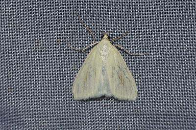 <i>Sitochroa palealis</i>