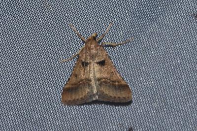 <i>Stemmatophora brunnealis</i>