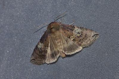 <i>Tethea ocularis</i>