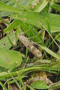 <i>Nomophila noctuella</i>