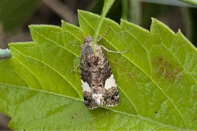 <i>Tyta luctuosa</i>