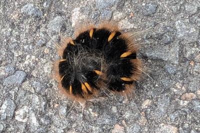 <i>Macrothylacia rubi</i>