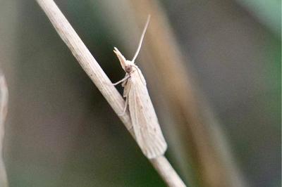 <i>Ematheudes punctella</i>
