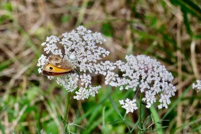 <i>Pyronia tithonus</i>
