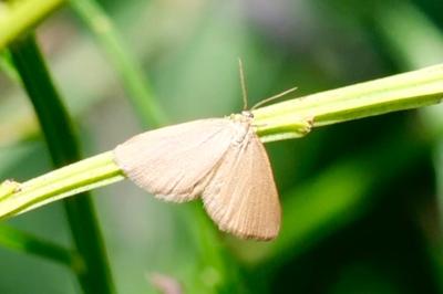 <i>Minoa murinata</i>