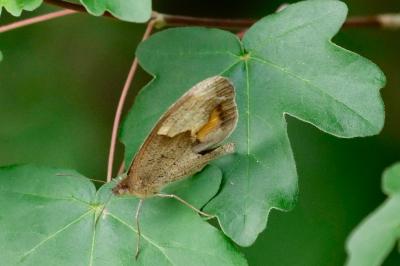<i>Maniola jurtina</i>