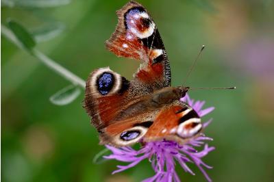 <i>Aglais io</i>