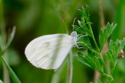 <i>Leptidea sinapis</i>