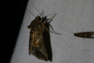 <i>Autographa gamma</i>
