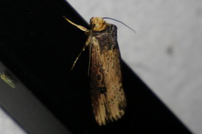 <i>Axylia putris</i>