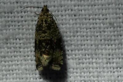 <i>Celypha lacunana</i>