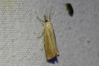 <i>Chrysoteuchia culmella</i>