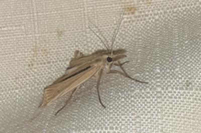 <i>Ancylolomia</i>