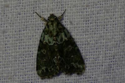 <i>Cryphia algae</i>