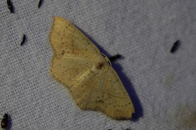 <i>Cyclophora punctaria</i>