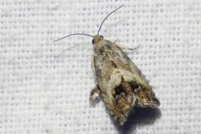 <i>Cydia fagiglandana/splendana</i>