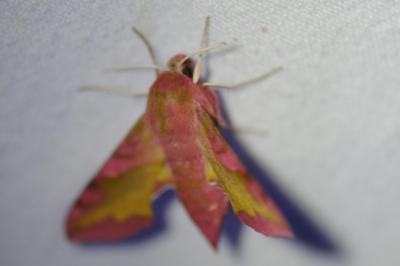 <i>Deilephila porcellus</i>