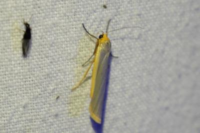 <i>Manulea complana</i>
