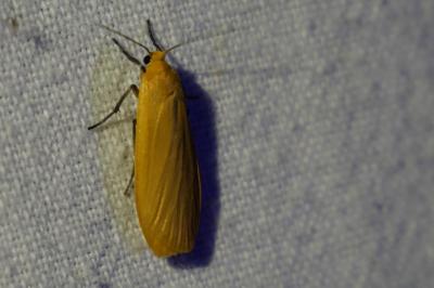 <i>Wittia sororcula</i>