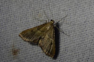 <i>Endotricha flammealis</i>