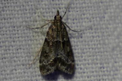 <i>Eudonia mercurella</i>