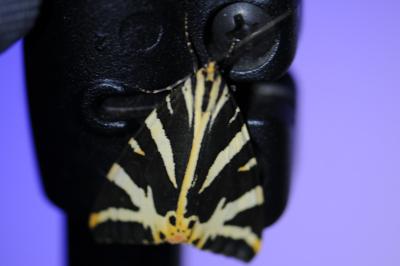 <i>Euplagia quadripunctaria</i>
