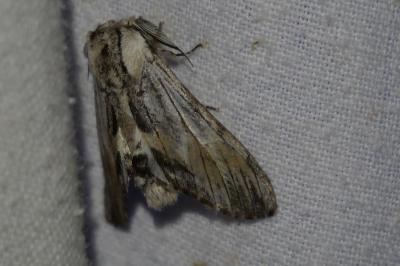 <i>Harpyia milhauseri</i>