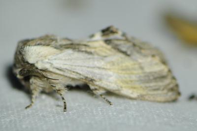 <i>Harpyia milhauseri</i>
