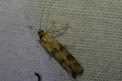 <i>Homoeosoma sinuella</i>